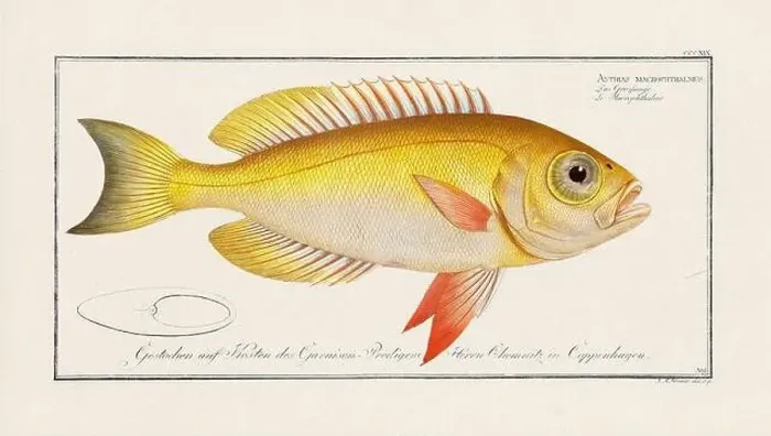 Framed Print : Vintage fish illustration created during the 18th century Framed Print : Vintage fish illustration created during the 18th century