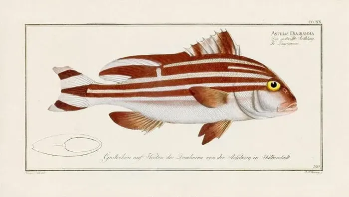 Framed Print : Vintage fish illustration created during the 18th century Framed Print : Vintage fish illustration created during the 18th century