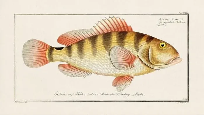 Framed Print : Vintage fish illustration created during the 18th century Framed Print : Vintage fish illustration created during the 18th century
