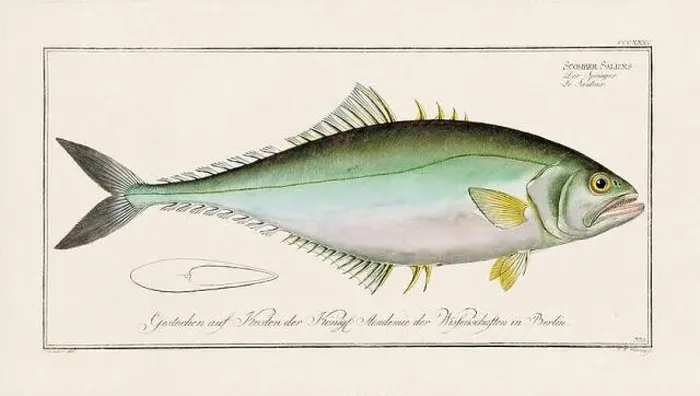 Framed Print : Vintage fish illustration created during the 18th century Framed Print : Vintage fish illustration created during the 18th century