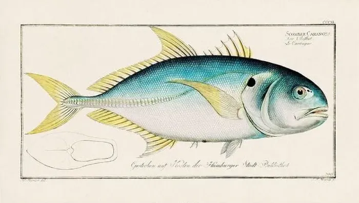 Framed Print : Vintage fish illustration created during the 18th century Framed Print : Vintage fish illustration created during the 18th century