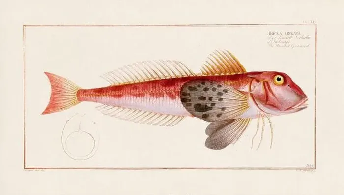 Framed Print : Vintage fish illustration created during the 18th century Framed Print : Vintage fish illustration created during the 18th century