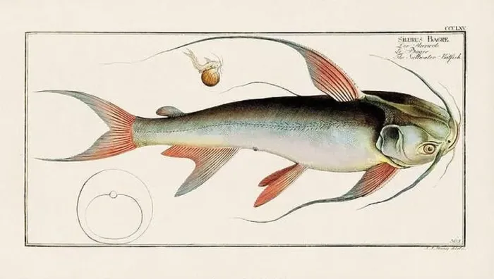 Framed Print : Vintage fish illustration created during the 18th century Framed Print : Vintage fish illustration created during the 18th century