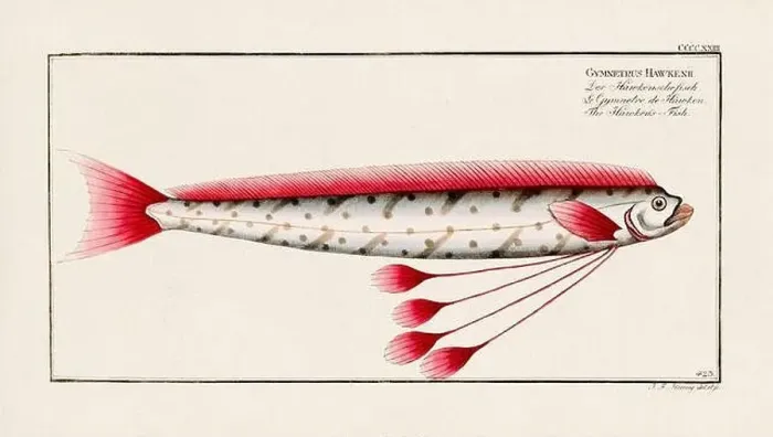 Framed Print : Vintage fish illustration created during the 18th century Framed Print : Vintage fish illustration created during the 18th century
