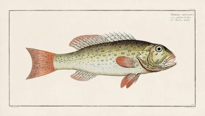 Framed Print : Vintage fish illustration created during the 18th century Framed Print : Vintage fish illustration created during the 18th century