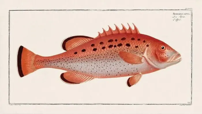 Framed Print : Vintage fish illustration created during the 18th century Framed Print : Vintage fish illustration created during the 18th century