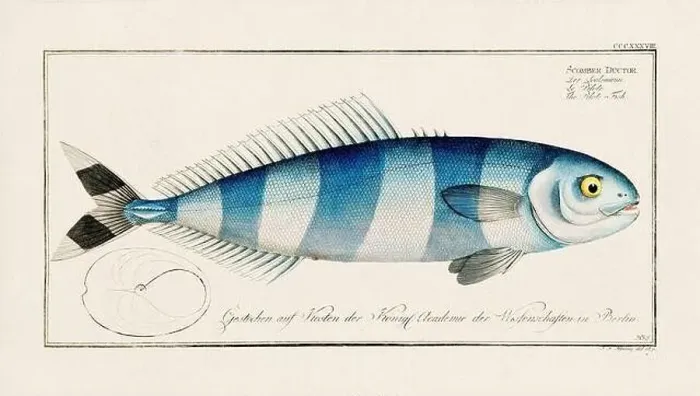 Framed Print : Vintage fish illustration created during the 18th century Framed Print : Vintage fish illustration created during the 18th century