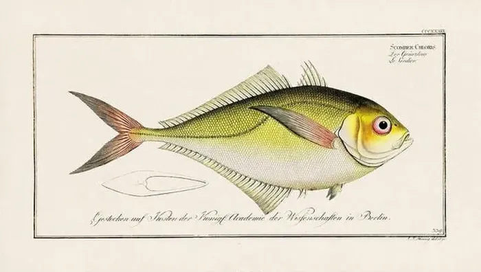 Framed Print : Vintage fish illustration created during the 18th century Framed Print : Vintage fish illustration created during the 18th century