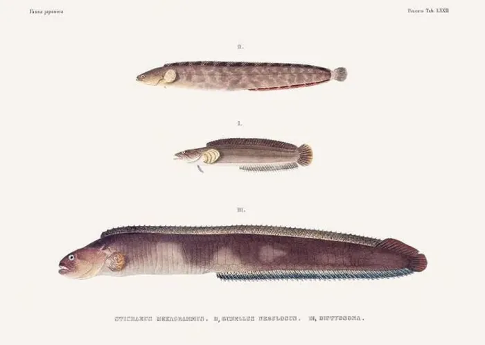 Framed Print : Vintage fish illustration. A plate from an antique book on Japanese fauna, circa 1850 Framed Print : Vintage fish illustration. A plate from an antique book on Japanese fauna, circa 1850