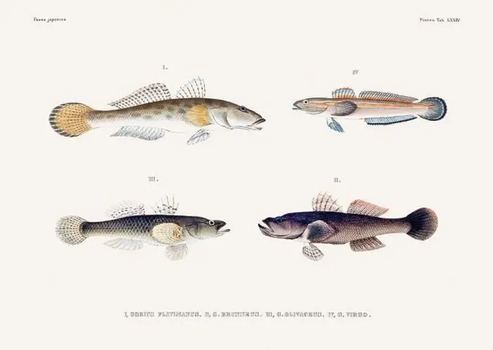 Framed Print : Vintage fish illustration. A plate from an antique book on Japanese fauna, circa 1850 Framed Print : Vintage fish illustration. A plate from an antique book on Japanese fauna, circa 1850