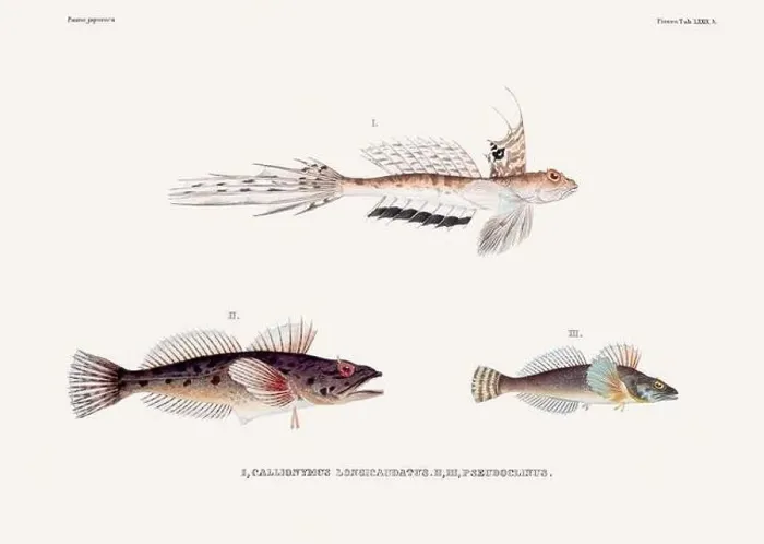 Framed Print : Vintage fish illustration. A plate from an antique book on Japanese fauna, circa 1850 Framed Print : Vintage fish illustration. A plate from an antique book on Japanese fauna, circa 1850