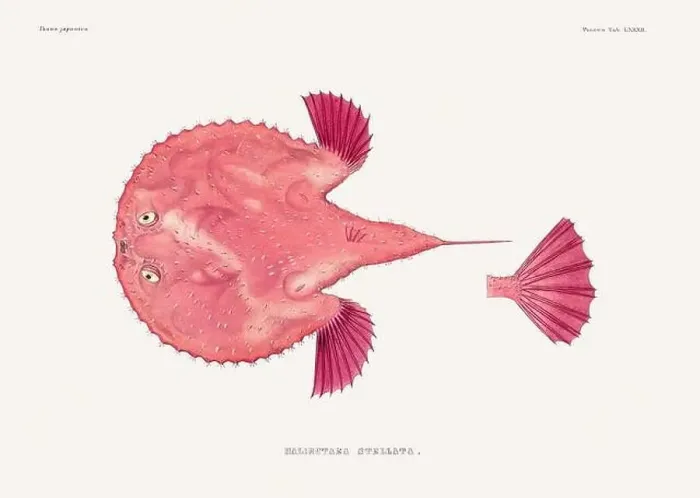 Framed Print : Vintage fish illustration. A plate from an antique book on Japanese fauna, circa 1850 Framed Print : Vintage fish illustration. A plate from an antique book on Japanese fauna, circa 1850