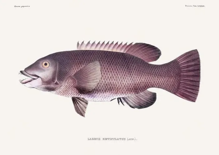 Framed Print : Vintage fish illustration. A plate from an antique book on Japanese fauna, circa 1850