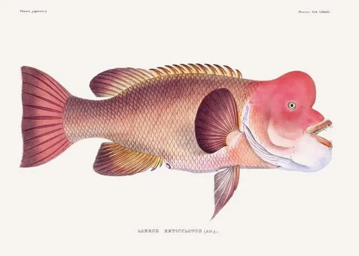 Framed Print : Vintage fish illustration. A plate from an antique book on Japanese fauna, circa 1850 Framed Print : Vintage fish illustration. A plate from an antique book on Japanese fauna, circa 1850