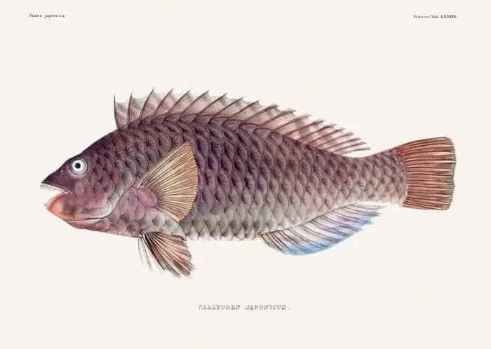 Framed Print : Vintage fish illustration. A plate from an antique book on Japanese fauna, circa 1850 Framed Print : Vintage fish illustration. A plate from an antique book on Japanese fauna, circa 1850