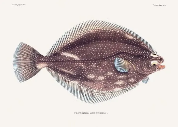 Framed Print : Vintage fish illustration. A plate from an antique book on Japanese fauna, circa 1850 Framed Print : Vintage fish illustration. A plate from an antique book on Japanese fauna, circa 1850