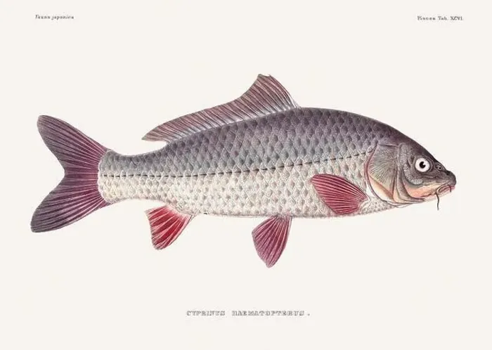 Framed Print : Vintage fish illustration. A plate from an antique book on Japanese fauna, circa 1850 Framed Print : Vintage fish illustration. A plate from an antique book on Japanese fauna, circa 1850