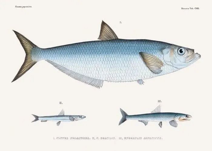 Framed Print : Vintage fish illustration. A plate from an antique book on Japanese fauna, circa 1850 Framed Print : Vintage fish illustration. A plate from an antique book on Japanese fauna, circa 1850