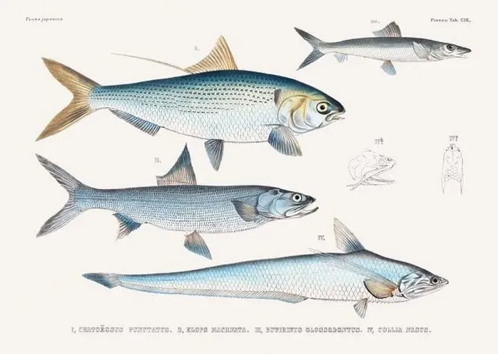 Framed Print : Vintage fish illustration. A plate from an antique book on Japanese fauna, circa 1850 Framed Print : Vintage fish illustration. A plate from an antique book on Japanese fauna, circa 1850