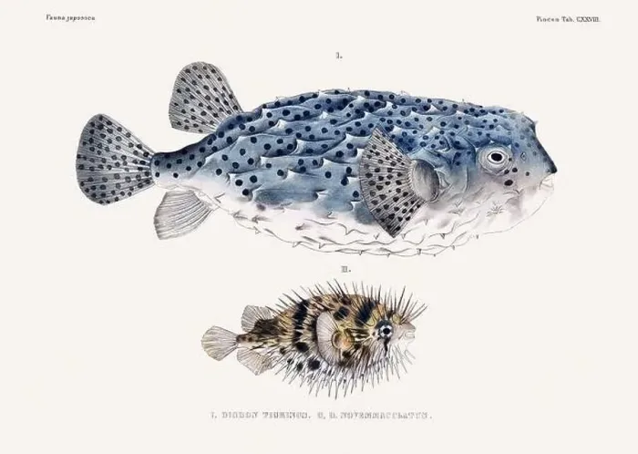 Framed Print : Vintage fish illustration. A plate from an antique book on Japanese fauna, circa 1850 Framed Print : Vintage fish illustration. A plate from an antique book on Japanese fauna, circa 1850