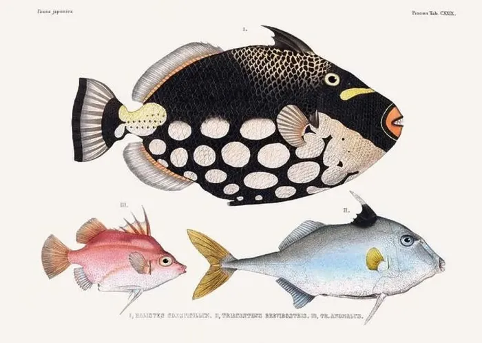 Framed Print : Vintage fish illustration. A plate from an antique book on Japanese fauna, circa 1850 Framed Print : Vintage fish illustration. A plate from an antique book on Japanese fauna, circa 1850