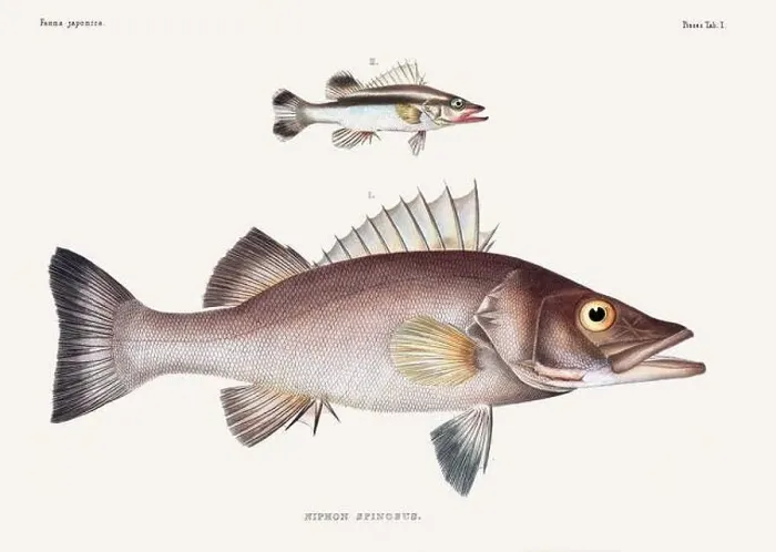 Framed Print : Vintage fish illustration. A plate from an antique book on Japanese fauna, circa 1850
