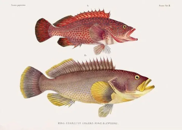Framed Print : Vintage fish illustration. A plate from an antique book on Japanese fauna, circa 1850 Framed Print : Vintage fish illustration. A plate from an antique book on Japanese fauna, circa 1850
