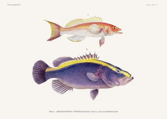 Framed Print : Vintage fish illustration. A plate from an antique book on Japanese fauna, circa 1850 Framed Print : Vintage fish illustration. A plate from an antique book on Japanese fauna, circa 1850