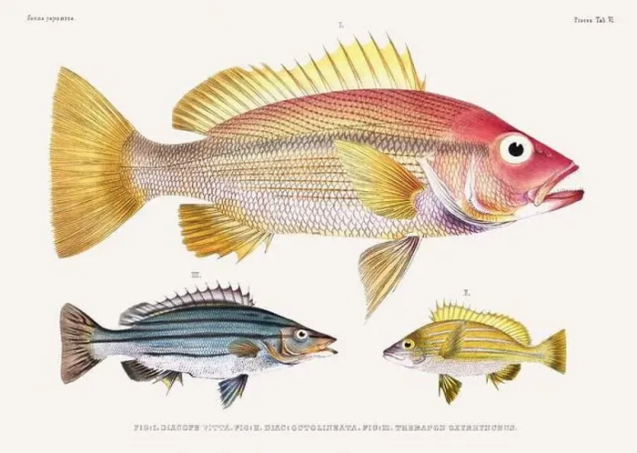Framed Print : Vintage fish illustration. A plate from an antique book on Japanese fauna, circa 1850 Framed Print : Vintage fish illustration. A plate from an antique book on Japanese fauna, circa 1850
