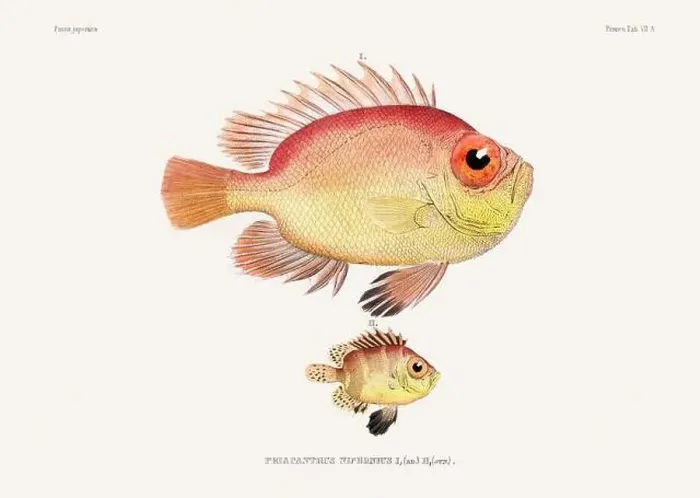 Framed Print : Vintage fish illustration. A plate from an antique book on Japanese fauna, circa 1850 Framed Print : Vintage fish illustration. A plate from an antique book on Japanese fauna, circa 1850