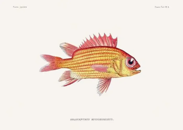Framed Print : Vintage fish illustration. A plate from an antique book on Japanese fauna, circa 1850 Framed Print : Vintage fish illustration. A plate from an antique book on Japanese fauna, circa 1850