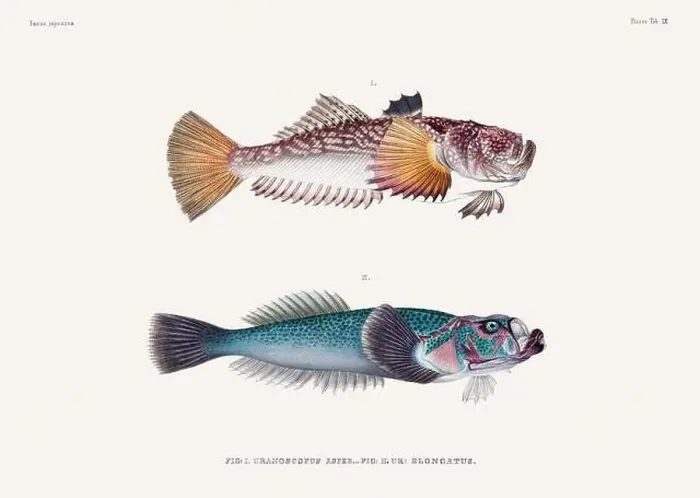 Framed Print : Vintage fish illustration. A plate from an antique book on Japanese fauna, circa 1850