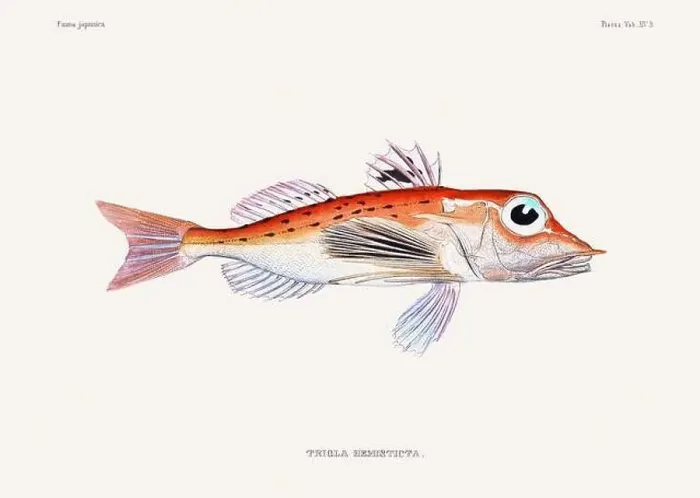 Framed Print : Vintage fish illustration. A plate from an antique book on Japanese fauna, circa 1850