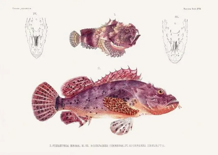 Framed Print : Vintage fish illustration. A plate from an antique book on Japanese fauna, circa 1850