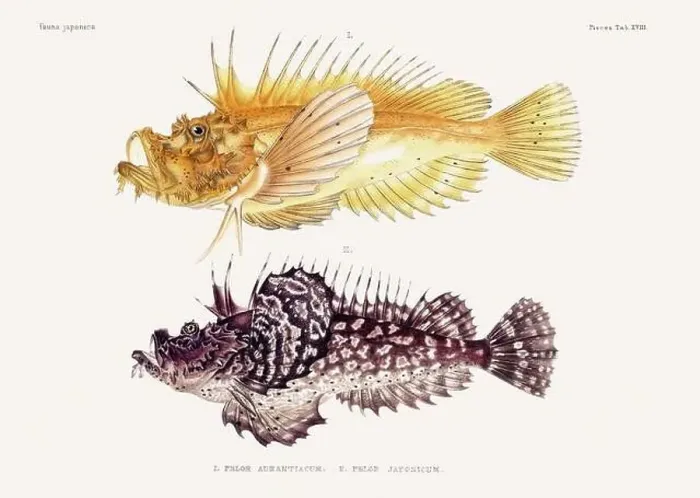 Framed Print : Vintage fish illustration. A plate from an antique book on Japanese fauna, circa 1850 Framed Print : Vintage fish illustration. A plate from an antique book on Japanese fauna, circa 1850