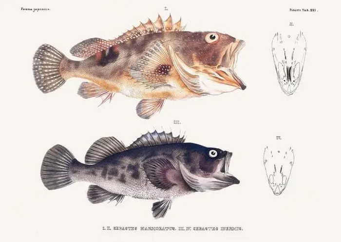 Framed Print : Vintage fish illustration. A plate from an antique book on Japanese fauna, circa 1850 Framed Print : Vintage fish illustration. A plate from an antique book on Japanese fauna, circa 1850