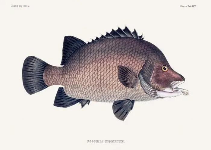 Framed Print : Vintage fish illustration. A plate from an antique book on Japanese fauna, circa 1850 Framed Print : Vintage fish illustration. A plate from an antique book on Japanese fauna, circa 1850