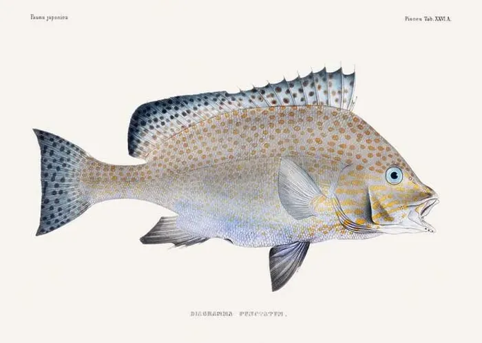 Framed Print : Vintage fish illustration. A plate from an antique book on Japanese fauna, circa 1850 Framed Print : Vintage fish illustration. A plate from an antique book on Japanese fauna, circa 1850