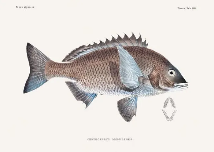 Framed Print : Vintage fish illustration. A plate from an antique book on Japanese fauna, circa 1850 Framed Print : Vintage fish illustration. A plate from an antique book on Japanese fauna, circa 1850