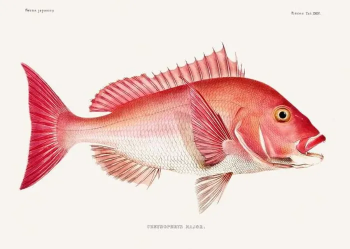 Framed Print : Vintage fish illustration. A plate from an antique book on Japanese fauna, circa 1850 Framed Print : Vintage fish illustration. A plate from an antique book on Japanese fauna, circa 1850