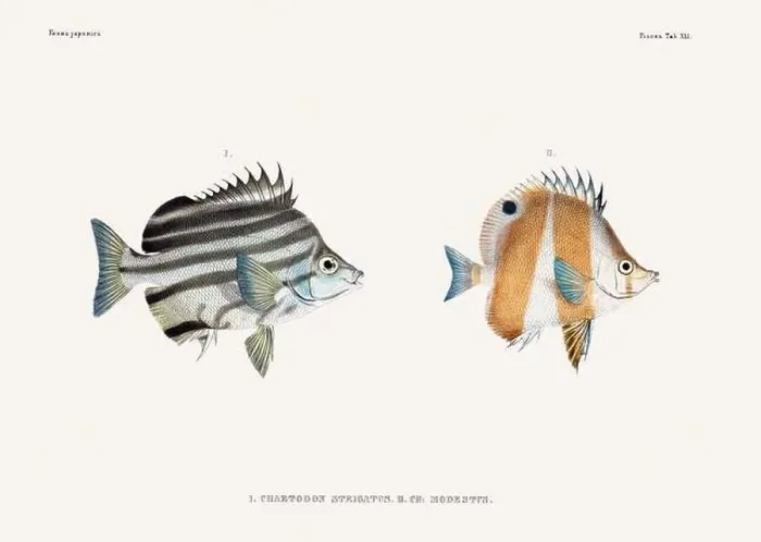 Framed Print : Vintage fish illustration. A plate from an antique book on Japanese fauna, circa 1850