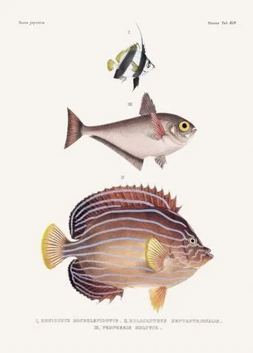 Framed Print : Vintage fish illustration. A plate from an antique book on Japanese fauna, circa 1850 Framed Print : Vintage fish illustration. A plate from an antique book on Japanese fauna, circa 1850