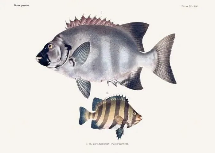 Framed Print : Vintage fish illustration. A plate from an antique book on Japanese fauna, circa 1850 Framed Print : Vintage fish illustration. A plate from an antique book on Japanese fauna, circa 1850