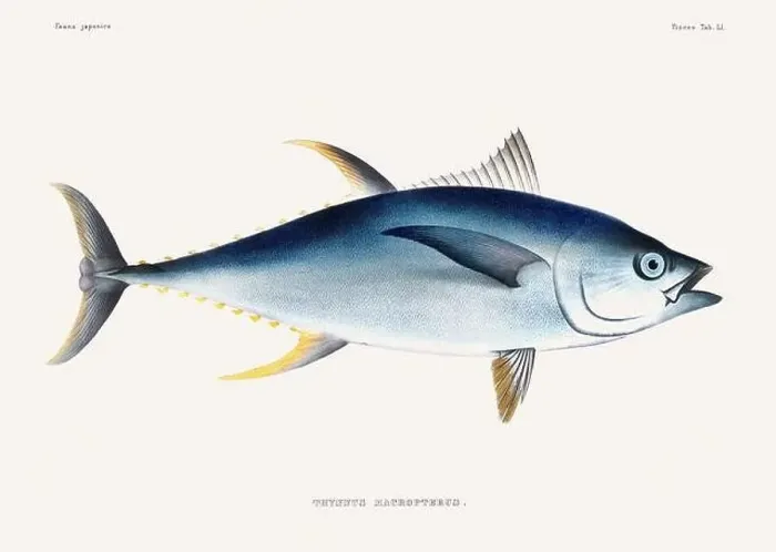 Framed Print : Vintage fish illustration. A plate from an antique book on Japanese fauna, circa 1850 Framed Print : Vintage fish illustration. A plate from an antique book on Japanese fauna, circa 1850