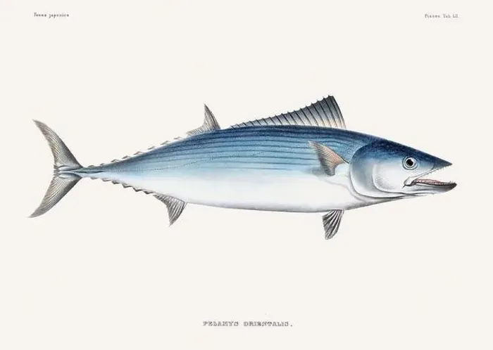 Framed Print : Vintage fish illustration. A plate from an antique book on Japanese fauna, circa 1850 Framed Print : Vintage fish illustration. A plate from an antique book on Japanese fauna, circa 1850