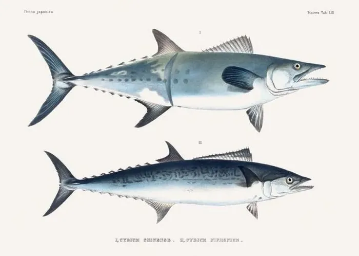 Framed Print : Vintage fish illustration. A plate from an antique book on Japanese fauna, circa 1850 Framed Print : Vintage fish illustration. A plate from an antique book on Japanese fauna, circa 1850