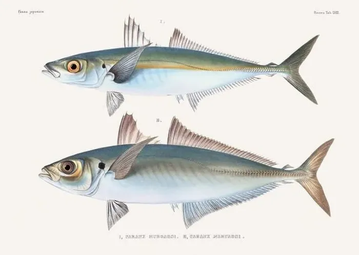 Framed Print : Vintage fish illustration. A plate from an antique book on Japanese fauna, circa 1850 Framed Print : Vintage fish illustration. A plate from an antique book on Japanese fauna, circa 1850