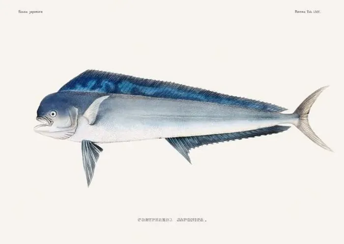 Framed Print : Vintage fish illustration. A plate from an antique book on Japanese fauna, circa 1850