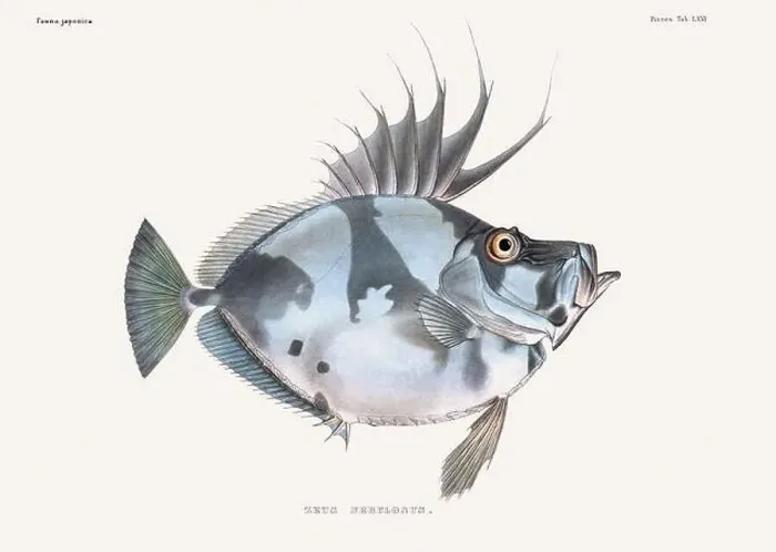 Framed Print : Vintage fish illustration. A plate from an antique book on Japanese fauna, circa 1850 Framed Print : Vintage fish illustration. A plate from an antique book on Japanese fauna, circa 1850