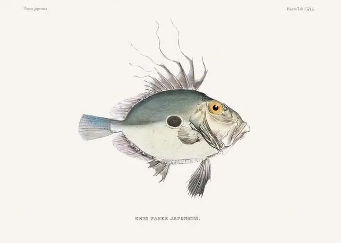 Framed Print : Vintage fish illustration. A plate from an antique book on Japanese fauna, circa 1850 Framed Print : Vintage fish illustration. A plate from an antique book on Japanese fauna, circa 1850